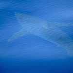 White Shark Spotted at Majorca, the First in Decades