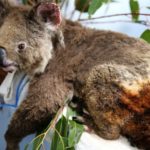 At Least 8,000 Koalas were Killed in Australian Flames