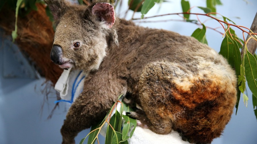 At Least 8,000 Koalas were Killed in Australian Flames