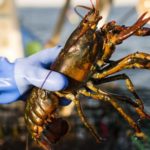 Price of Lobster in North America Plummeted by Coronavirus