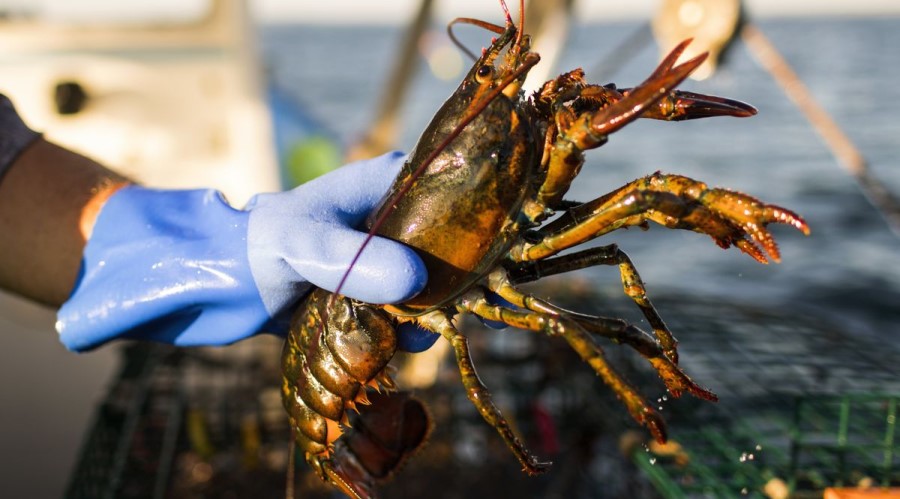 Price of Lobster in North America Plummeted by Coronavirus